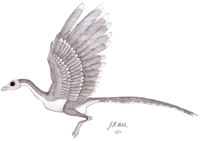 Archaeopteryx
