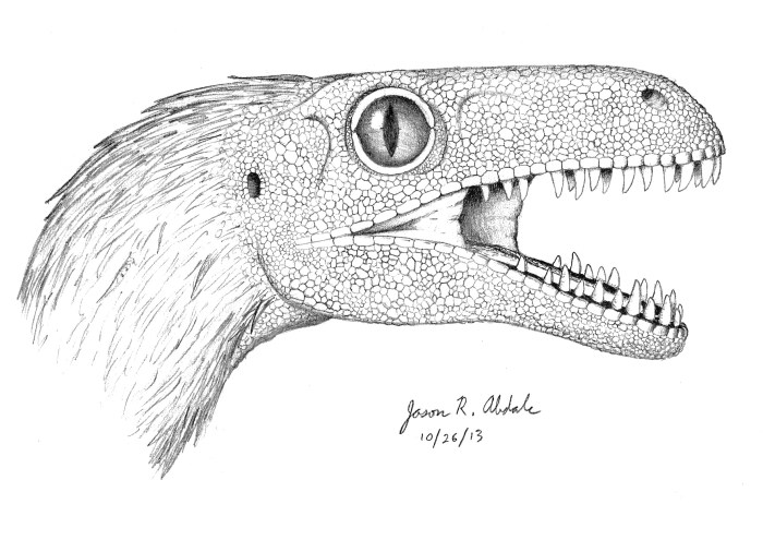 Dromaeosaurus