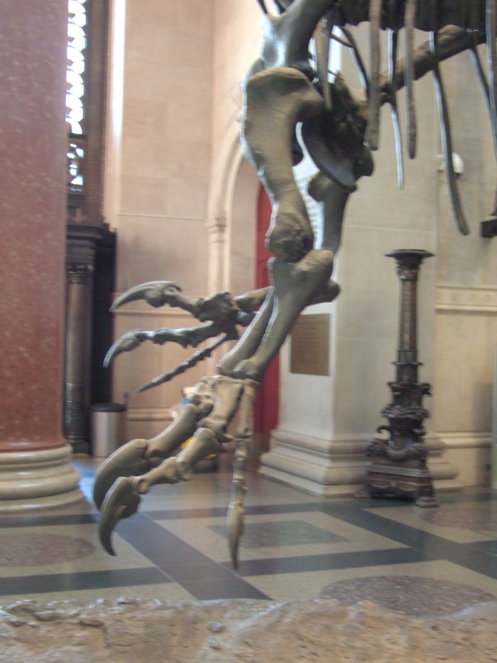 Allosaurus arm photo