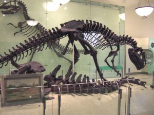 AMNH Allosaurus skeleton 1