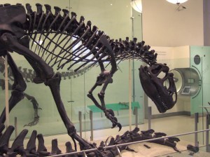 AMNH Allosaurus skeleton 2