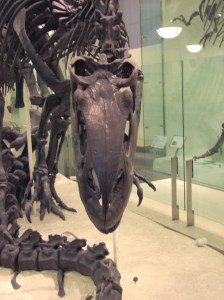 AMNH Allosaurus skeleton 5