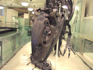 AMNH Allosaurus skeleton 6