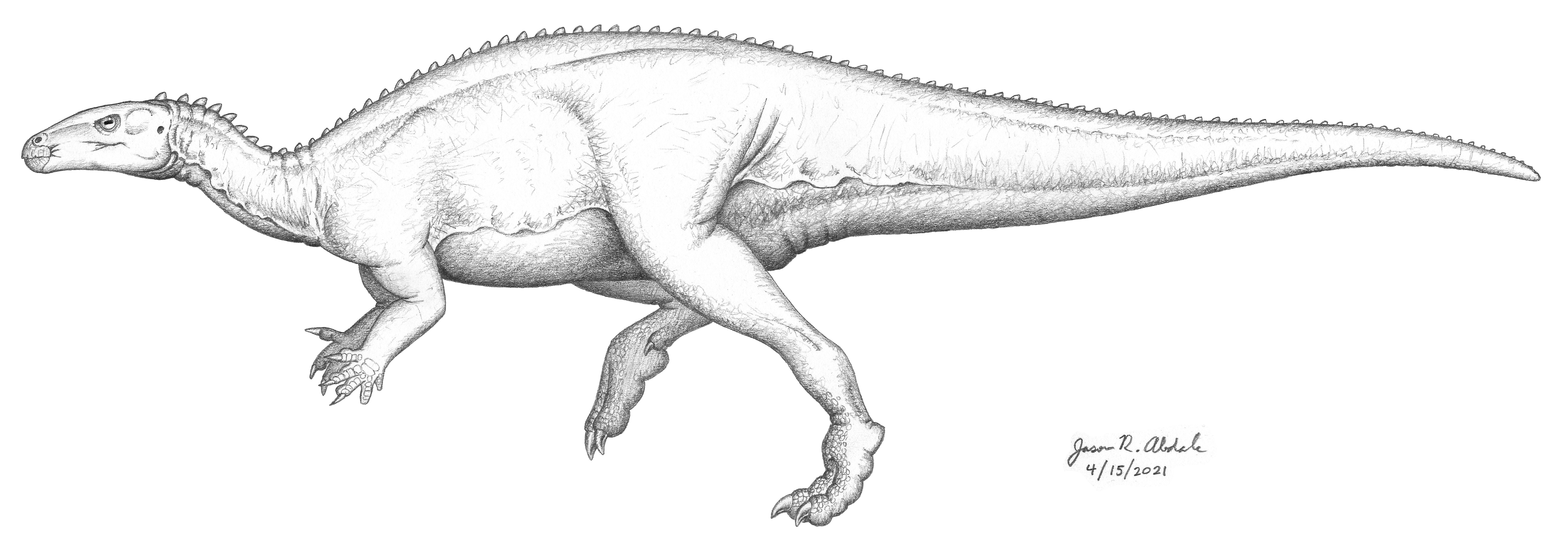 Camptosaurus 4