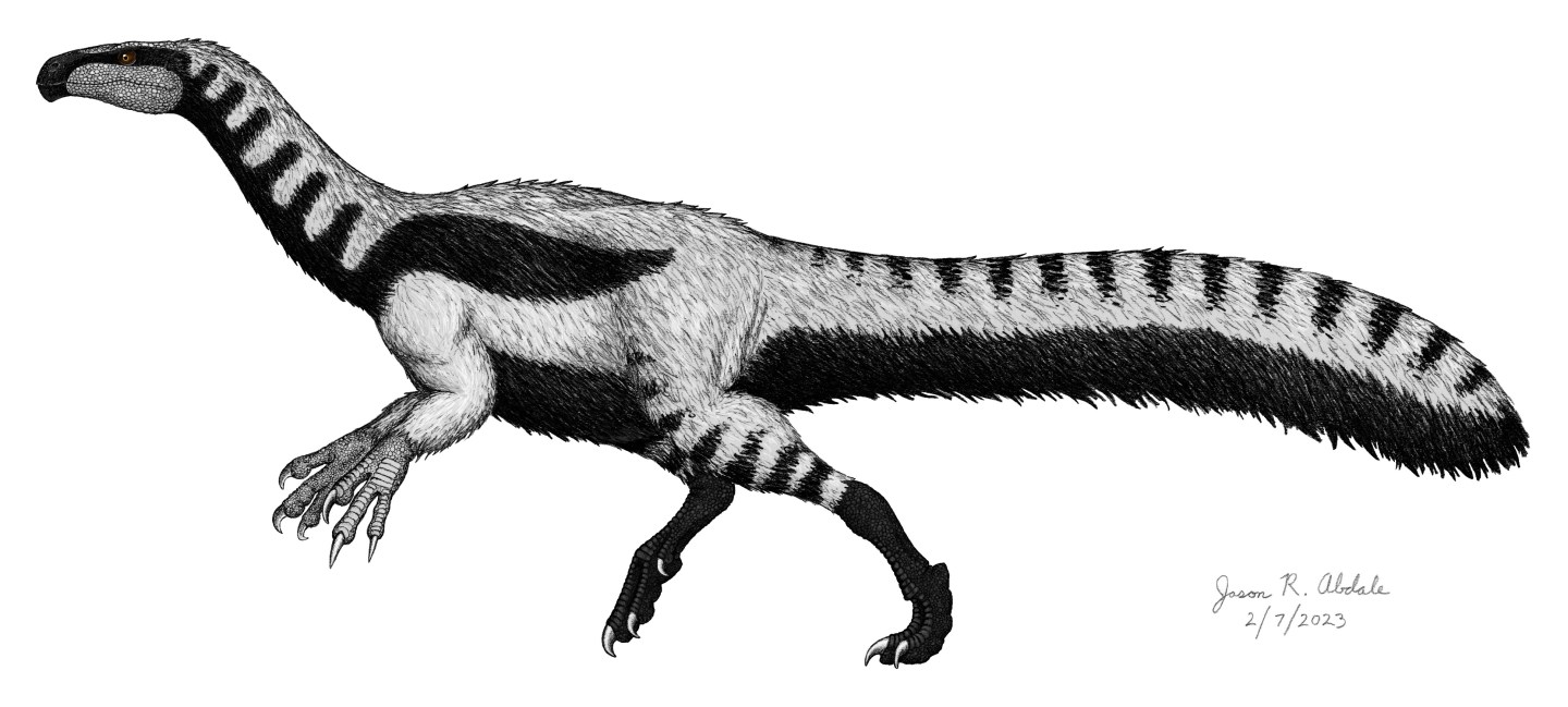 Martha Raptor Size Martharaptor – DINOSAURS AND BARBARIANS